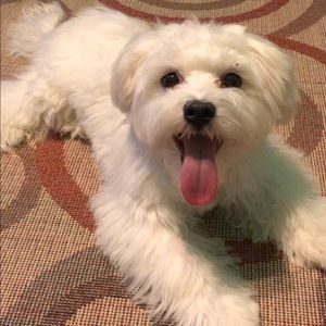 Meet your Posher, Alfon